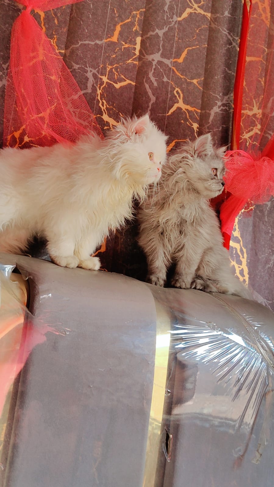 persian cat punch face pair 4 month
