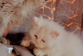 persian cat punch face pair 4 month