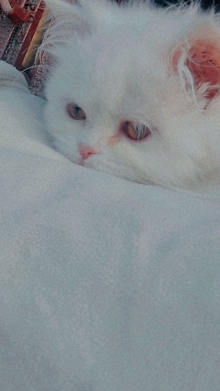 persian cat punch face pair 4 month