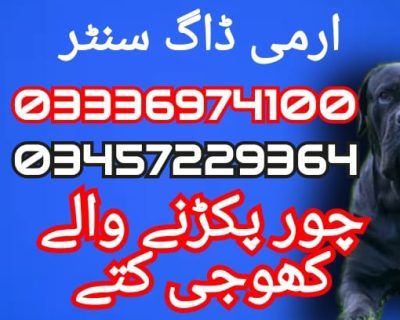 IMG-20250801-WA0004-2