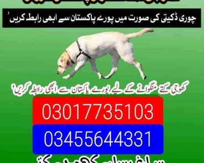 IMG-20251112-WA0000-2