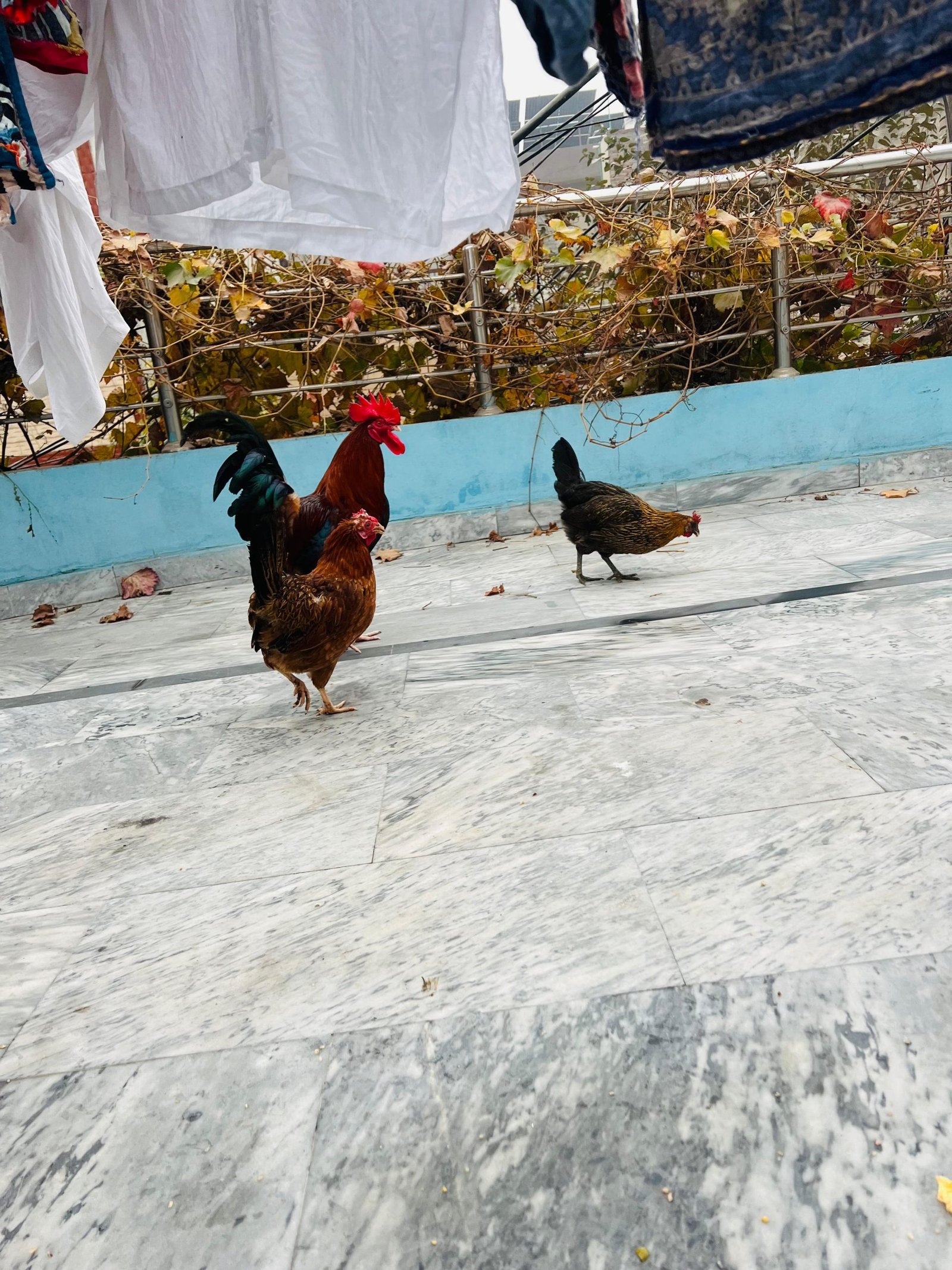 Mian wali Aseel and golden misri