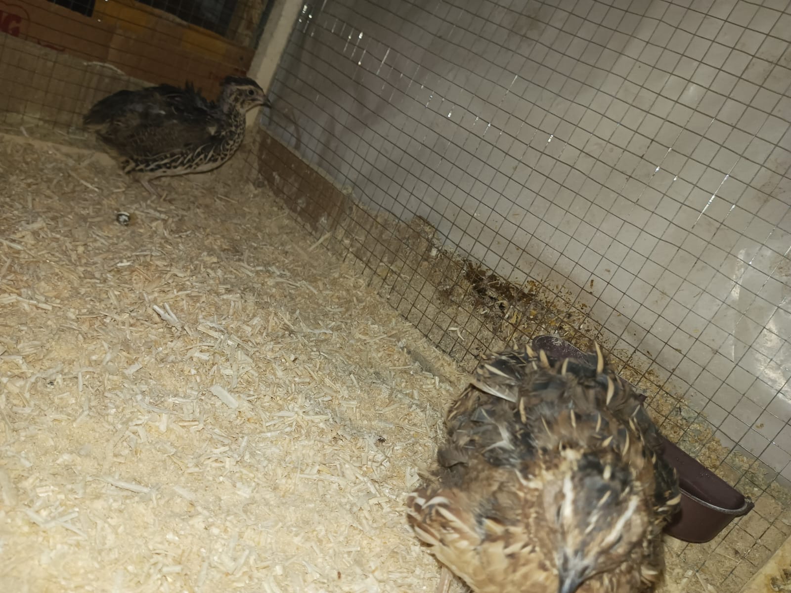Pairs of Ducks, Desi Hens & Bataira (Quail) for Sale