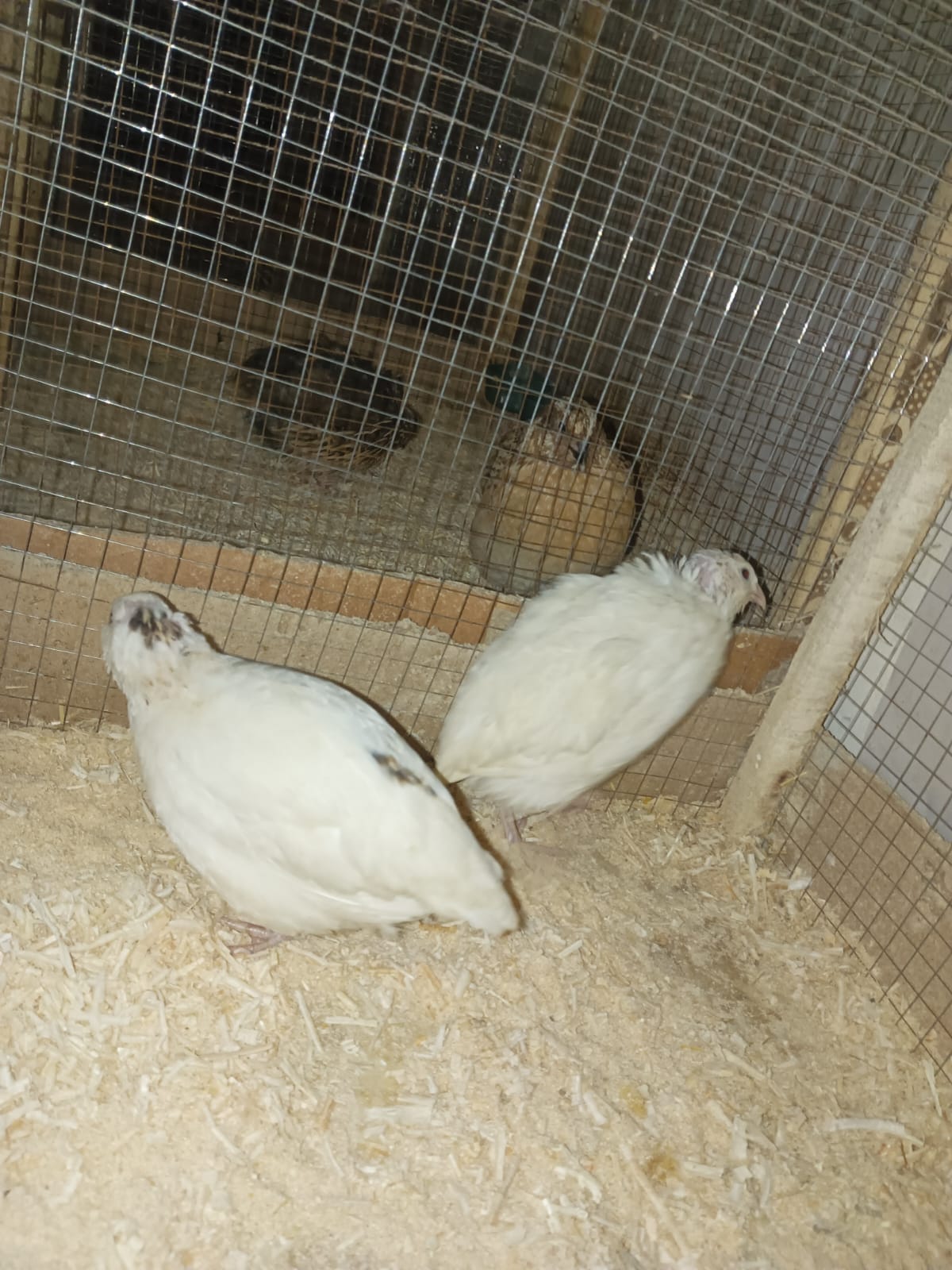 Pairs of Ducks, Desi Hens & Bataira (Quail) for Sale