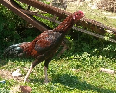 IMG_20260317_124014_022