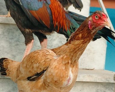 Screenshot_2026-03-11-01-07-13-74