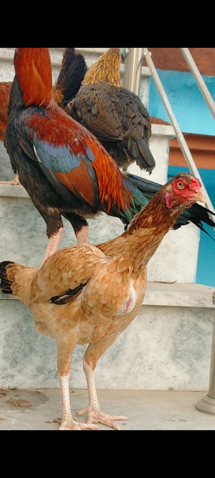 Mian wali Aseel and golden misri