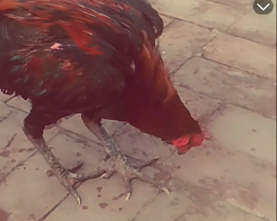 Screenshot_20260226-175519