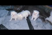 Double coated Russian kittens
