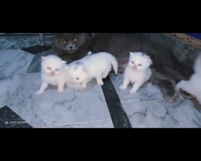 Screenshot_20260317_104510_WhatsApp