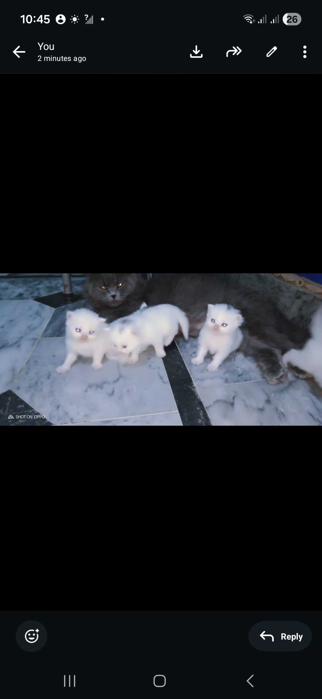 Double coated Russian kittens