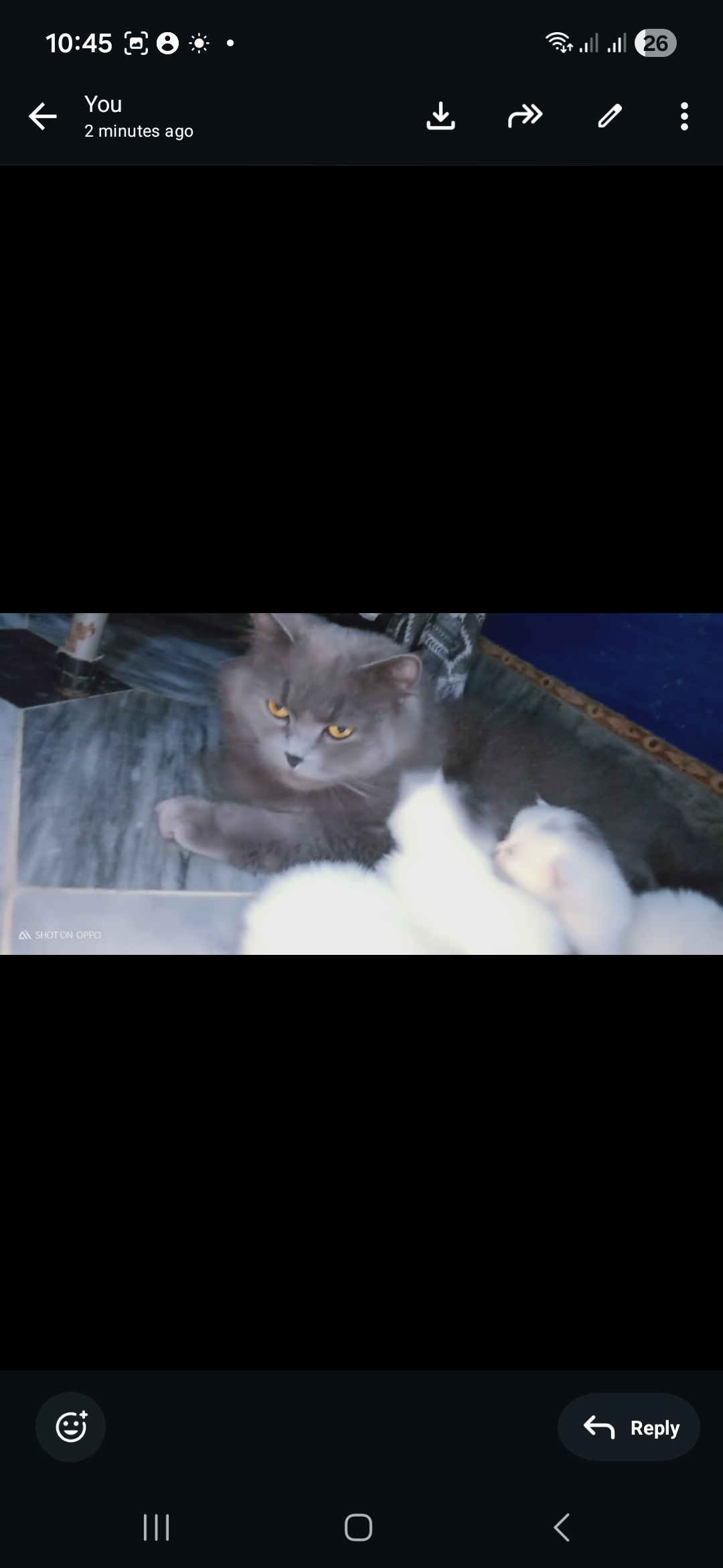 Double coated Russian kittens